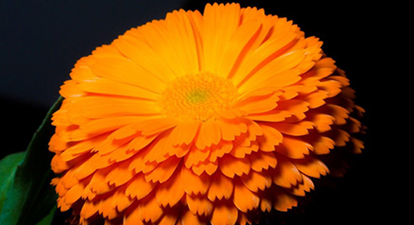 calendula